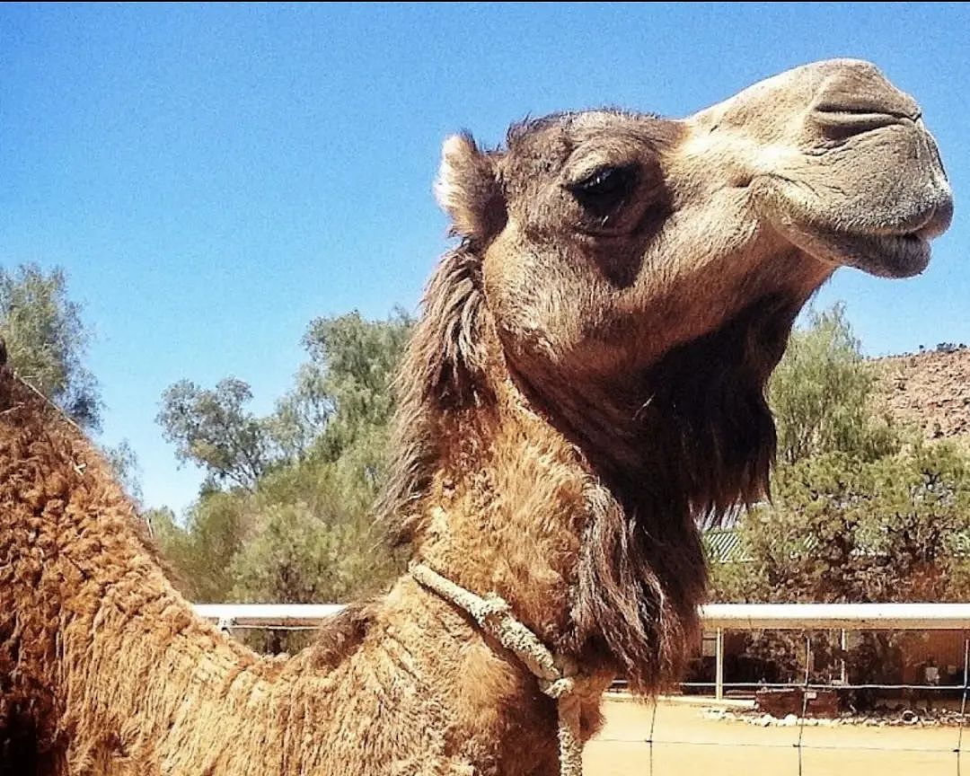太突然！墨尔本知名咖啡厅关闭，澳洲标志性旅游企业及其 14 头骆驼出售（组图） - 11