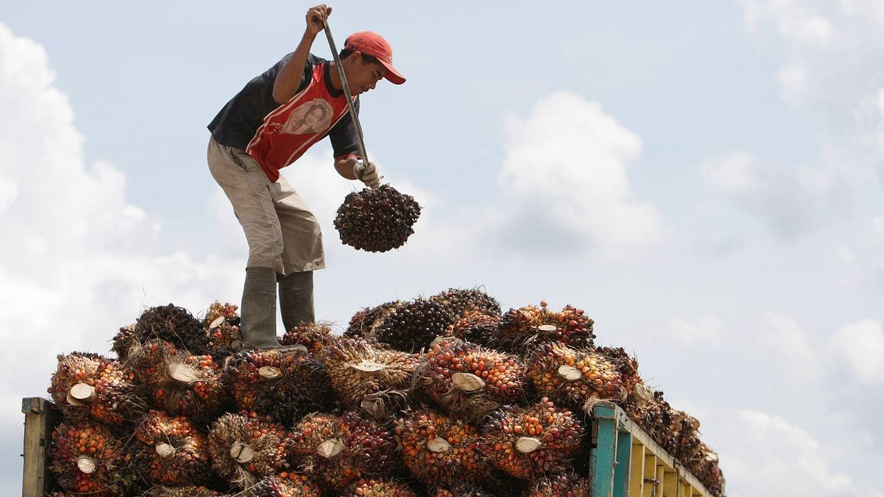 印尼计划扩大棕榈油出口量，中国势成最大出口地（图） - 1