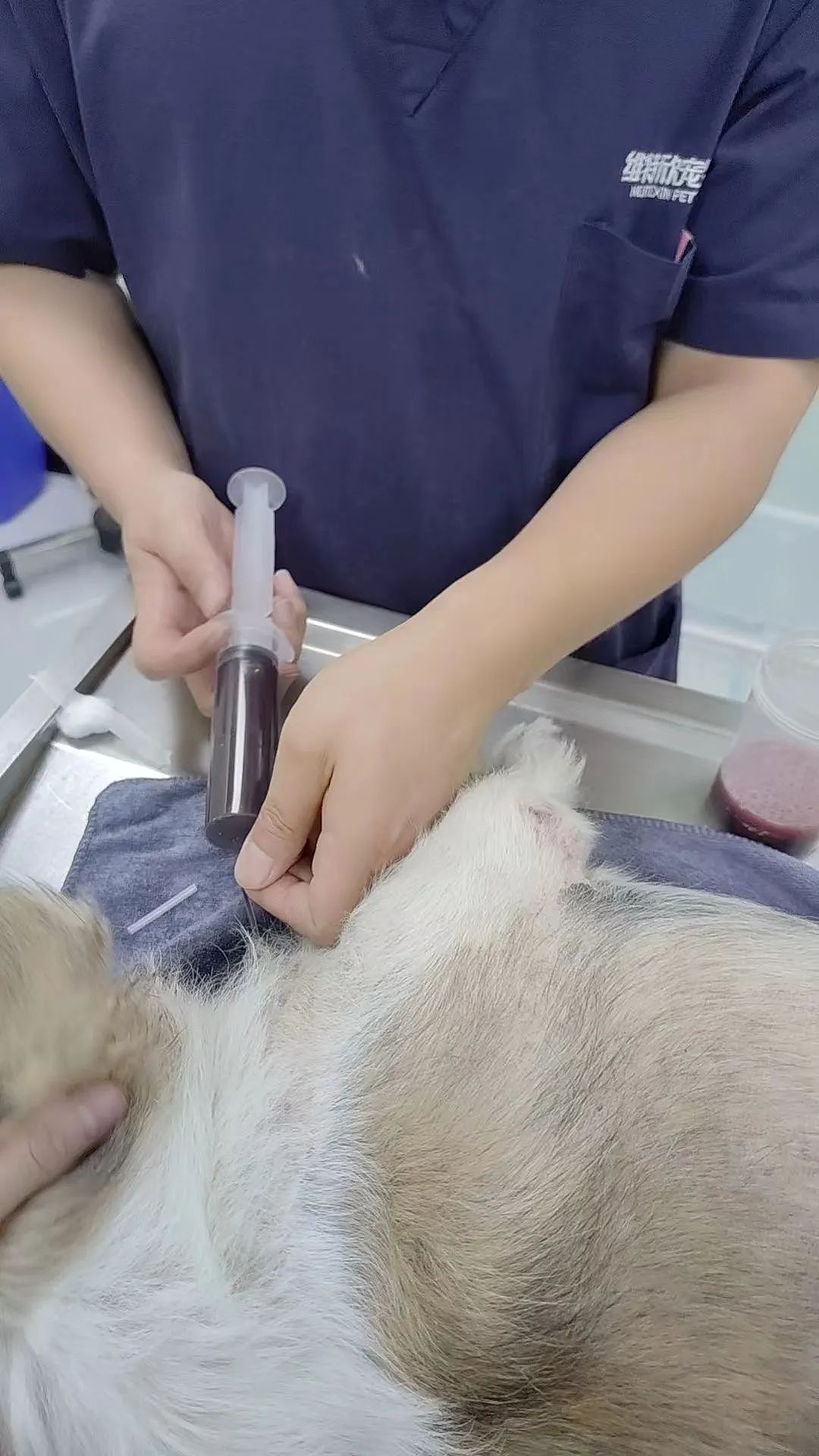 【宠物】曝宠物医院血抽血的大量内幕照和视频！请医院站出来解释吧（视频/组图） - 5
