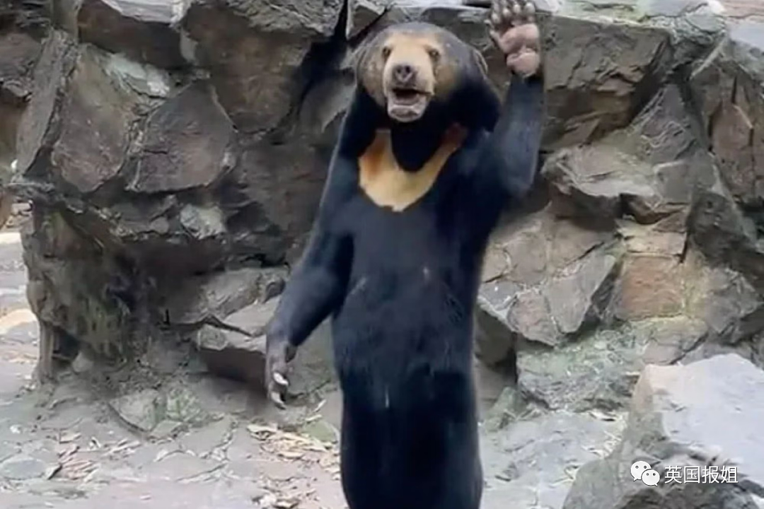 中国动物园的一头熊一夜之间火爆全球！国外媒体网友陷入疯狂：“它到底是熊还是人？！”（组图） - 7