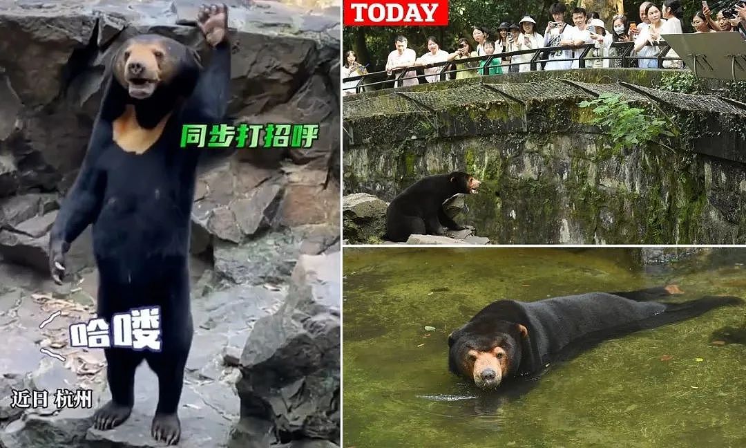 中国动物园一头熊一夜火爆全球，无数网友凌乱：真的不是人类假扮的（组图） - 4