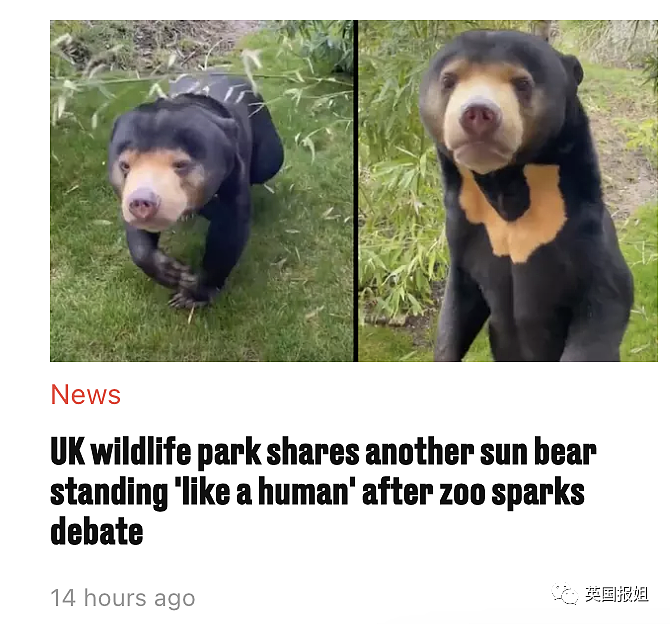 中国动物园的一头熊一夜之间火爆全球！国外媒体网友陷入疯狂：“它到底是熊还是人？！”（组图） - 26
