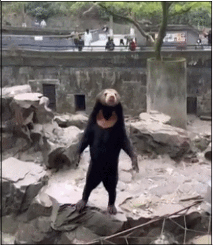 中国动物园的一头熊一夜之间火爆全球！国外媒体网友陷入疯狂：“它到底是熊还是人？！”（组图） - 8