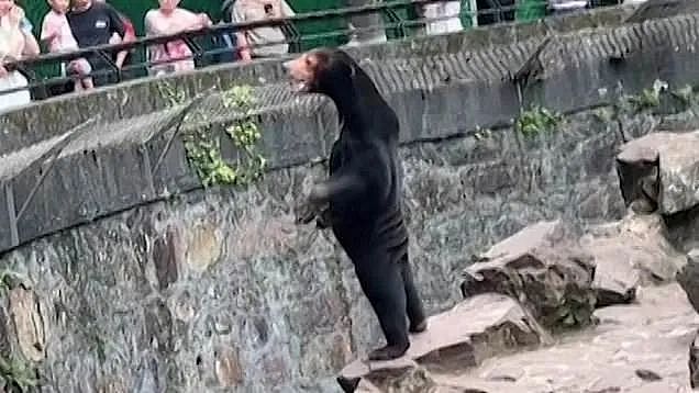 中国动物园一头熊一夜火爆全球，无数网友凌乱：真的不是人类假扮的（组图） - 5