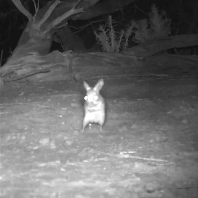 新州野生保护区监视器意外拍下“发光皮卡丘”！澳专家鉴定：全新物种（组图） - 1