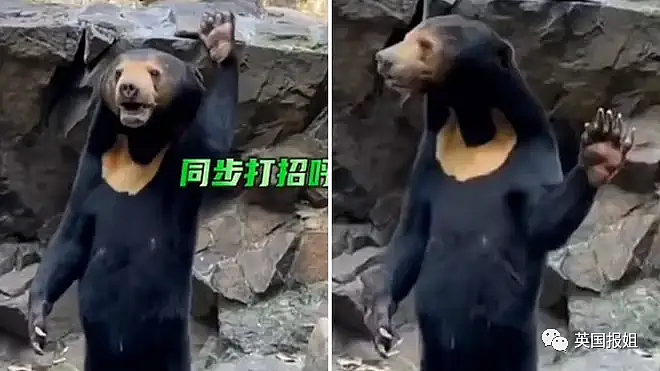 中国动物园的一头熊一夜之间火爆全球！国外媒体网友陷入疯狂：“它到底是熊还是人？！”（组图） - 4