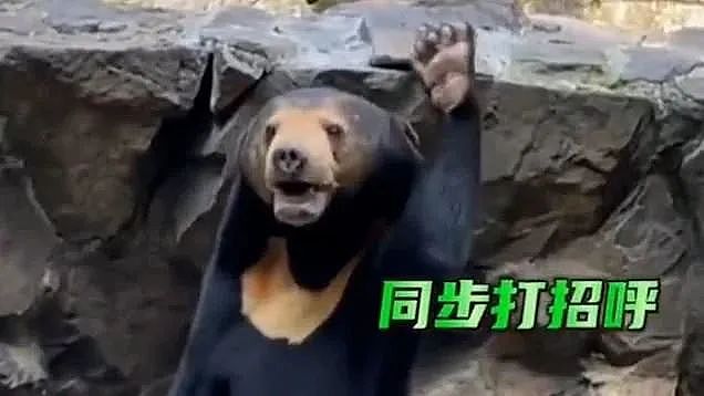 中国动物园一头熊一夜火爆全球，无数网友凌乱：真的不是人类假扮的（组图） - 21