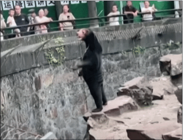 中国动物园的一头熊一夜之间火爆全球！国外媒体网友陷入疯狂：“它到底是熊还是人？！”（组图） - 3