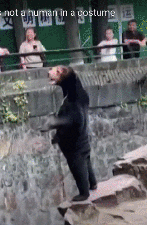 中国动物园一头熊一夜火爆全球，无数网友凌乱：真的不是人类假扮的（组图） - 2