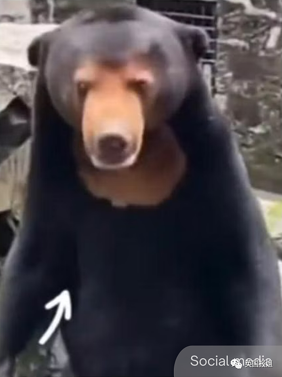 中国动物园的一头熊一夜之间火爆全球！国外媒体网友陷入疯狂：“它到底是熊还是人？！”（组图） - 37