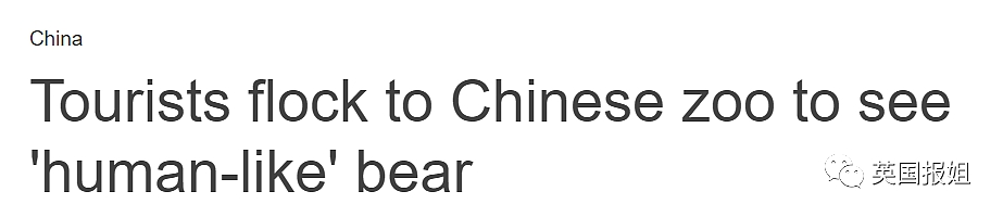 中国动物园的一头熊一夜之间火爆全球！国外媒体网友陷入疯狂：“它到底是熊还是人？！”（组图） - 10