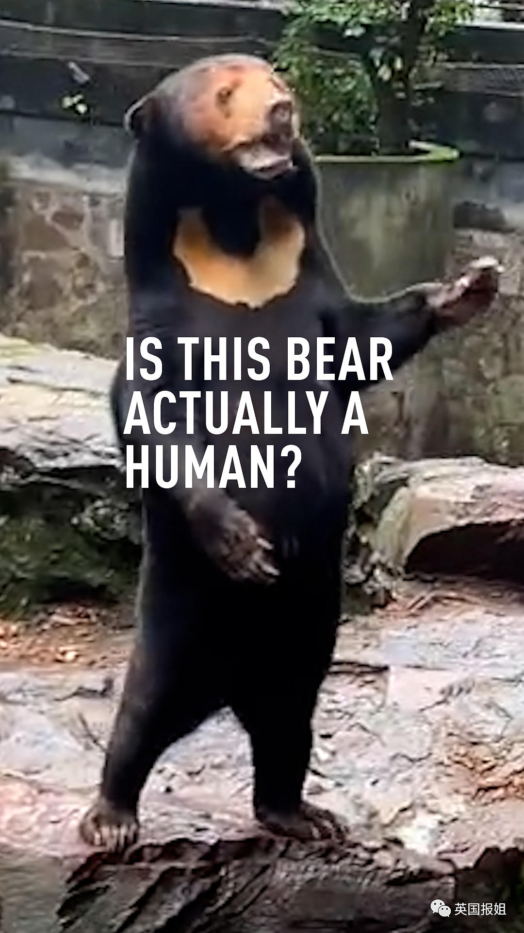 中国动物园的一头熊一夜之间火爆全球！国外媒体网友陷入疯狂：“它到底是熊还是人？！”（组图） - 5