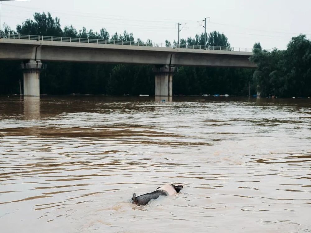 被洪水包围的涿州：很多老人“宁死也不走，觉得水不会太大”（组图） - 12