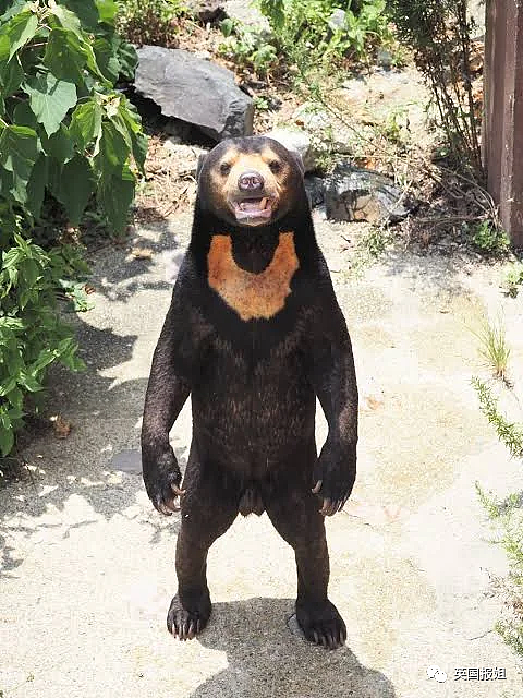 中国动物园的一头熊一夜之间火爆全球！国外媒体网友陷入疯狂：“它到底是熊还是人？！”（组图） - 27