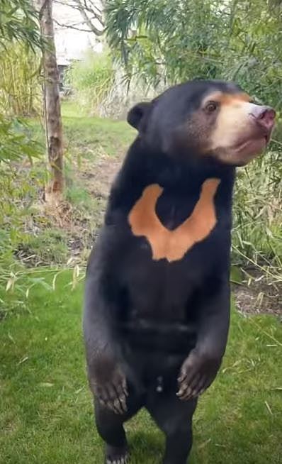 “熊模人样”马来熊红遍全球：新西兰主播笑到飙泪、澳洲主持吵翻天（视频/组图） - 13
