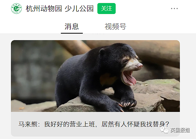 中国动物园的一头熊一夜之间火爆全球！国外媒体网友陷入疯狂：“它到底是熊还是人？！”（组图） - 21