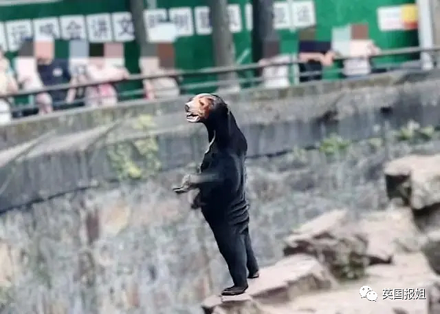 中国动物园的一头熊一夜之间火爆全球！国外媒体网友陷入疯狂：“它到底是熊还是人？！”（组图） - 2