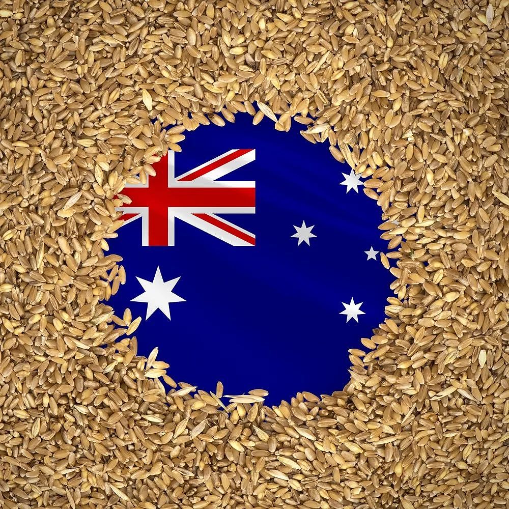 重磅！中国取消澳洲大麦80%的惩罚关税（组图） - 1