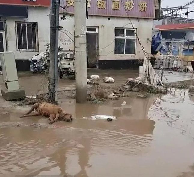 河北涿州洪水消退积水浑浊，大量动物横尸路边，“大白”现身消杀（组图） - 3