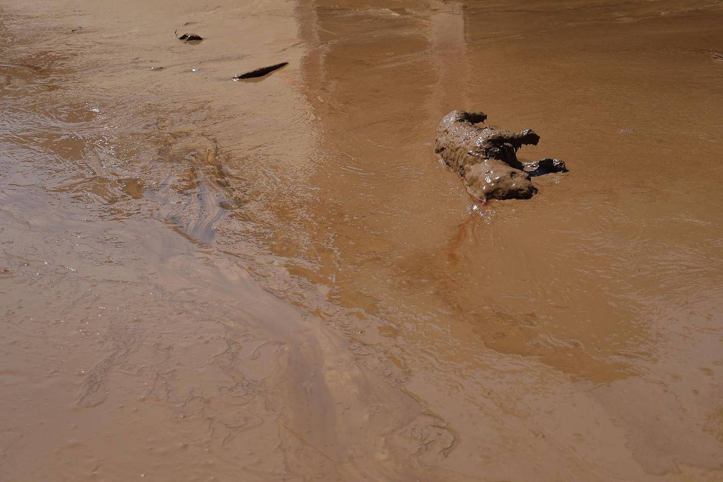 洪水回落后的涿州：村内多处现动物尸体，有村民晾晒泡湿纸币（组图） - 15