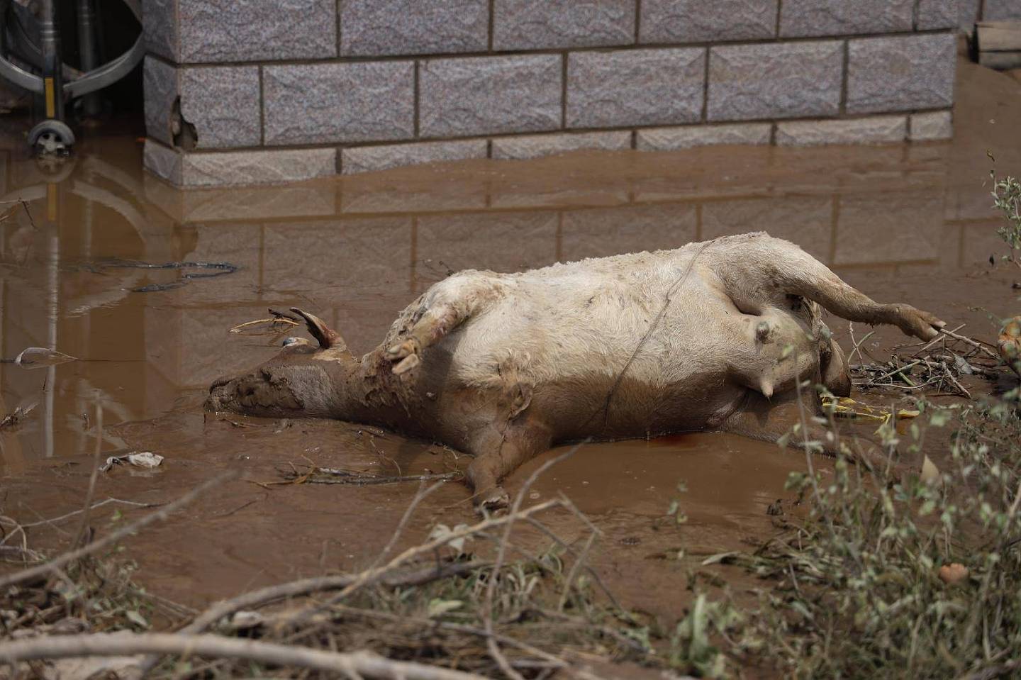 洪水回落后的涿州：村内多处现动物尸体，有村民晾晒泡湿纸币（组图） - 14