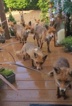 苏格兰女子每天在自家花园投喂野生狐狸家族，25年喂了4代狐！却被狂批害惨当地…（组图） - 5