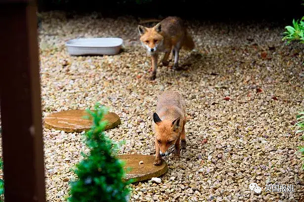 苏格兰女子每天在自家花园投喂野生狐狸家族，25年喂了4代狐！却被狂批害惨当地…（组图） - 2