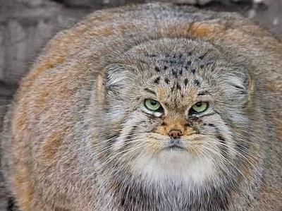 【宠物】世界上最胖的猫科动物，体型小，杀伤力强，人称“沙漠特种兵” （组图） - 1