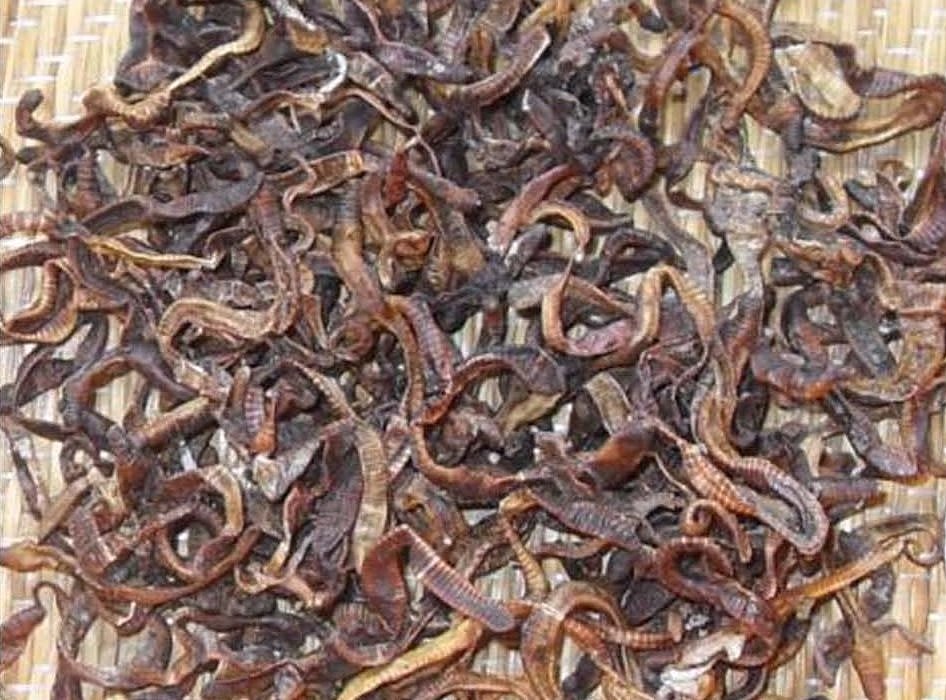 越南人捕捉大量蚯蚓卖到中国！专家警告：土壤将变得贫瘠（组图） - 2