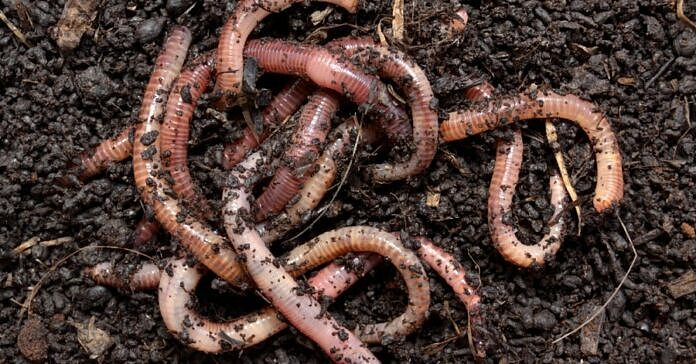 越南人捕捉大量蚯蚓卖到中国！专家警告：土壤将变得贫瘠（组图） - 1