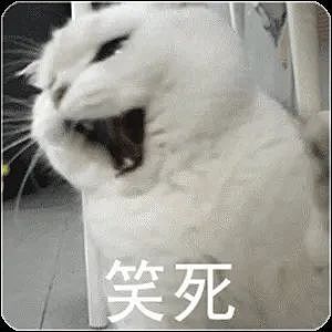 【宠物】认错猫后还给人家做了绝育，笑不活了哈哈哈（组图） - 8