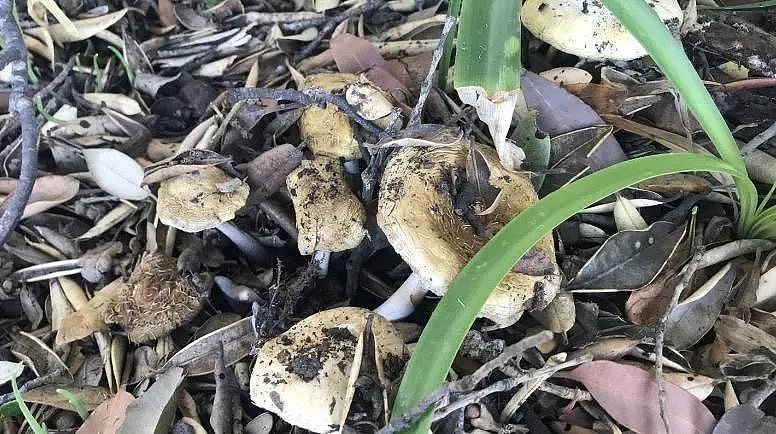 谨慎！澳洲一家三口食用野蘑菇死亡，新西兰也有人因此险丧命（组图） - 2