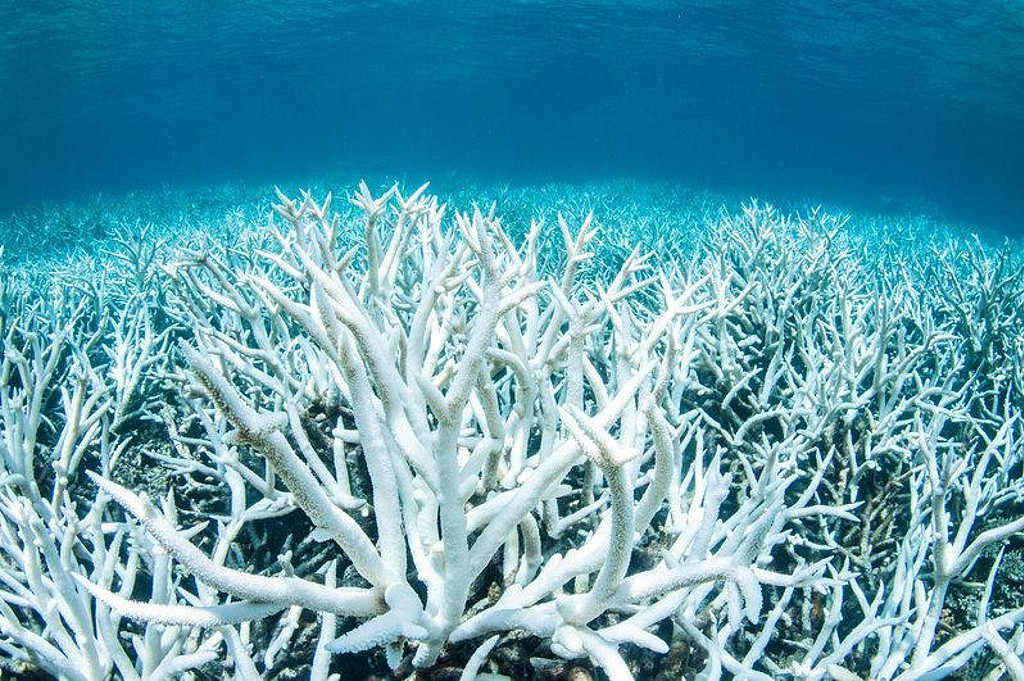 气候变迁、圣婴现象影响，澳洲大堡礁恐陷白化危机（图） - 1