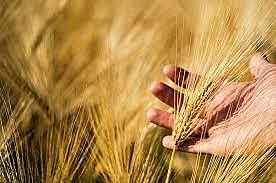 澳洲散装谷物出口龙头，获准恢复对大陆出口大麦（图） - 1