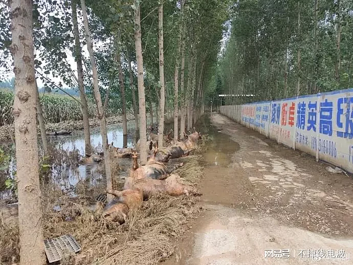 涿州大水后小心“大疫”！动物尸体处理急需关注，场面相当惨烈（组图） - 2