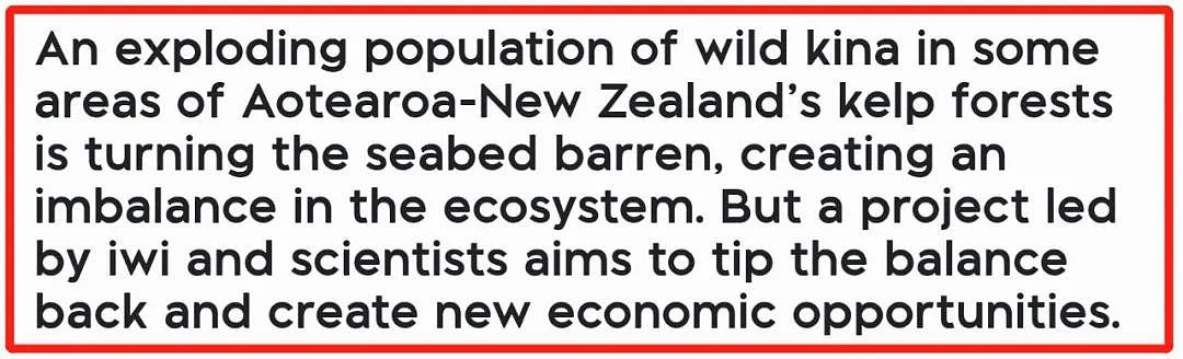 新西兰这种海鲜已多到爆炸，导致“生态失衡”！措施来了：尽量多吃……（视频/组图） - 7