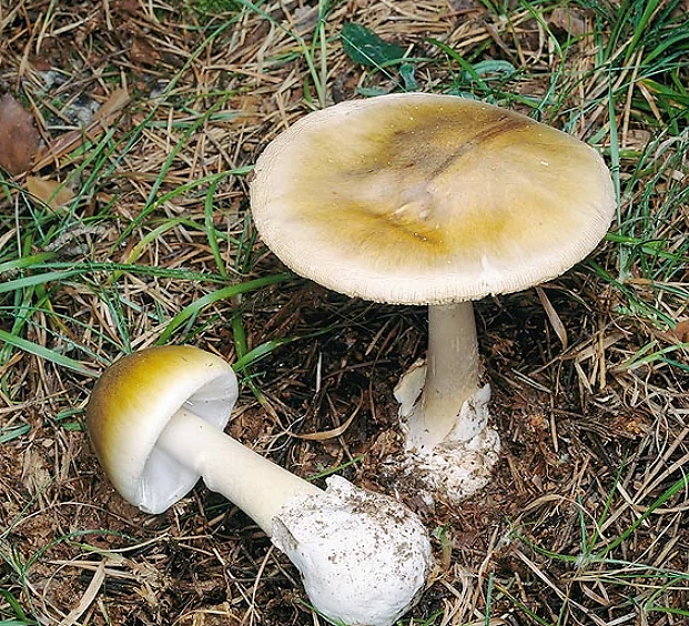 澳洲女子下厨竟毒死一家3口，疑似因为这种蘑菇，是世上最致命蘑菇之一（组图） - 8