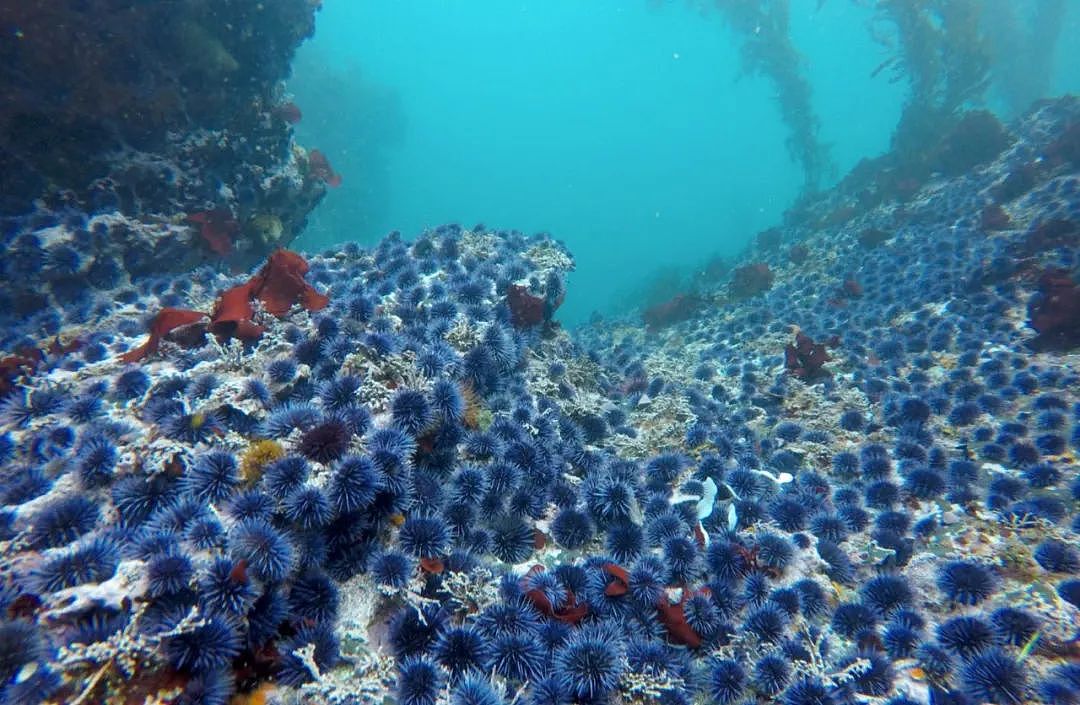 新西兰这种海鲜已多到爆炸，导致“生态失衡”！措施来了：尽量多吃……（视频/组图） - 15