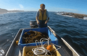 新西兰这种海鲜已多到爆炸，导致“生态失衡”！措施来了：尽量多吃……（视频/组图） - 5