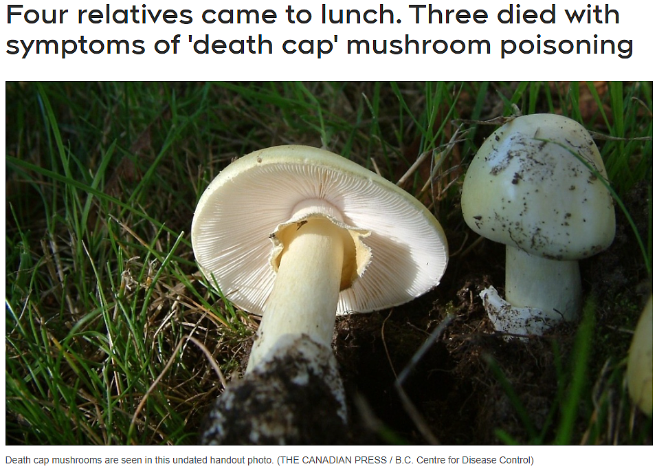 澳洲女子下厨竟毒死一家3口，疑似因为这种蘑菇，是世上最致命蘑菇之一（组图） - 1