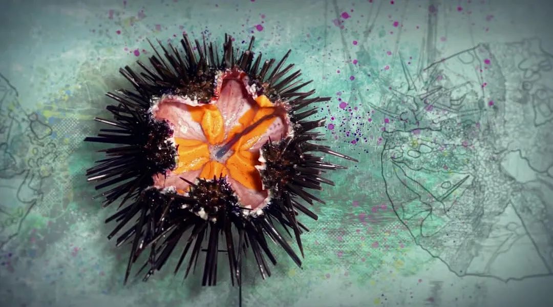 新西兰这种海鲜已多到爆炸，导致“生态失衡”！措施来了：尽量多吃……（视频/组图） - 6