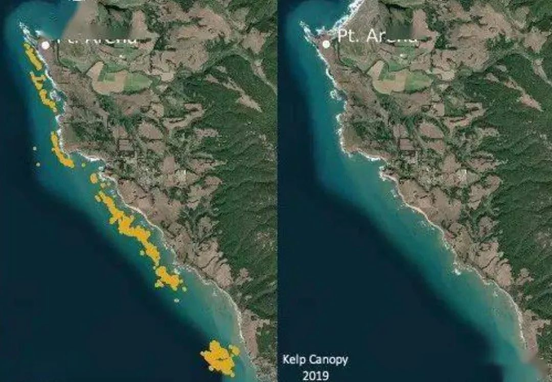 新西兰这种海鲜已多到爆炸，导致“生态失衡”！措施来了：尽量多吃……（视频/组图） - 17