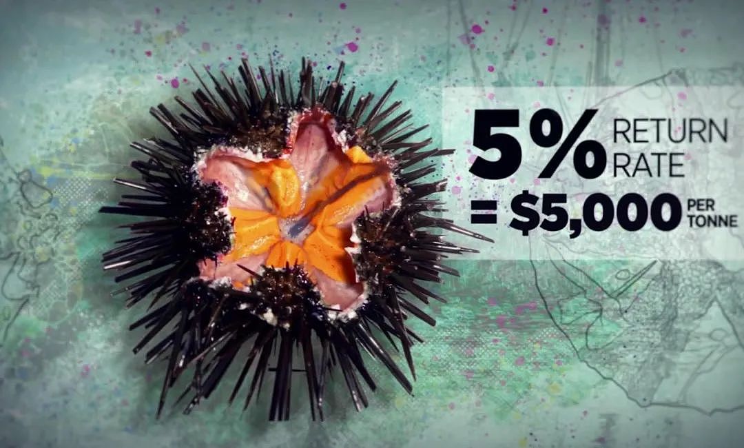 新西兰这种海鲜已多到爆炸，导致“生态失衡”！措施来了：尽量多吃……（视频/组图） - 33