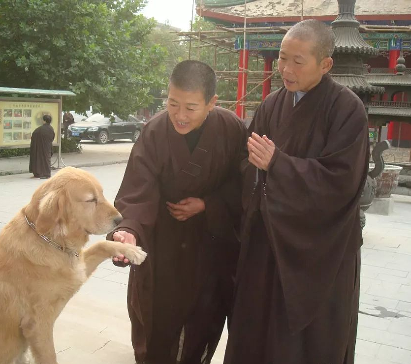 【爆笑】碰瓷寺庙的狗子，天天赖着听法师念经，网友：这长相看起来确实“很佛”啊（组图） - 4