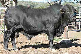 昆州男子与300公斤公牛起冲突，结果悲剧了！重伤送医（组图） - 3