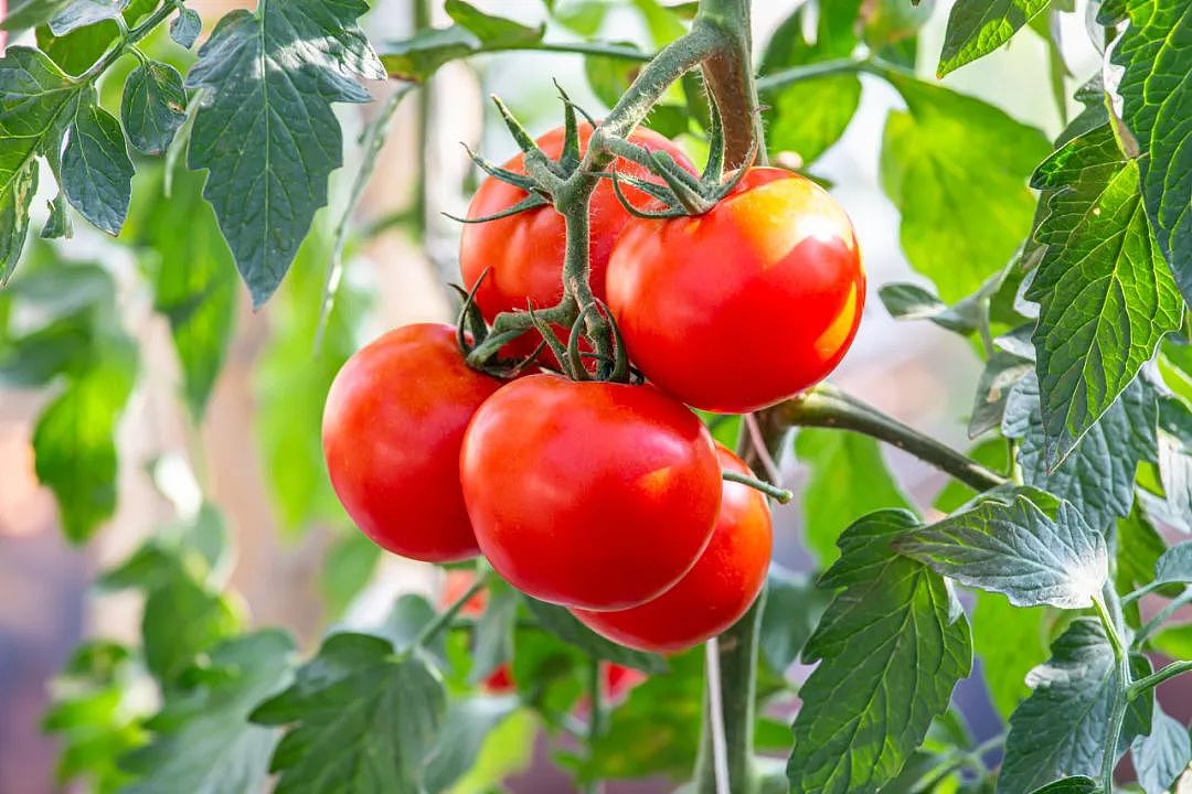 每天 1 个西红柿，身体会发生什么变化？但有 1 种千万别吃！（组图） - 2