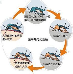 中疾控提醒：咬人最凶的“花蚊子”，还传染这种病（组图） - 4
