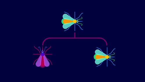 中疾控提醒：咬人最凶的“花蚊子”，还传染这种病（组图） - 3