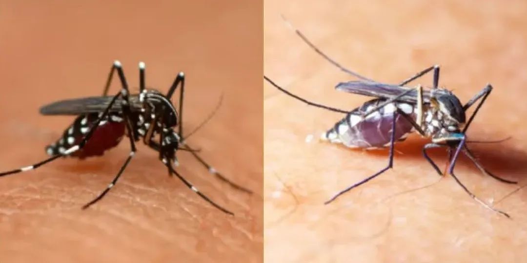 中疾控提醒：咬人最凶的“花蚊子”，还传染这种病（组图） - 5