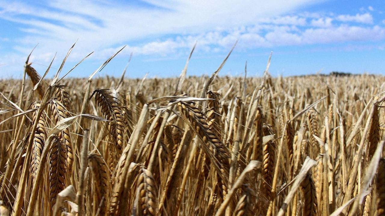 彭博社：中国已恢复从澳洲进口大麦（图） - 1